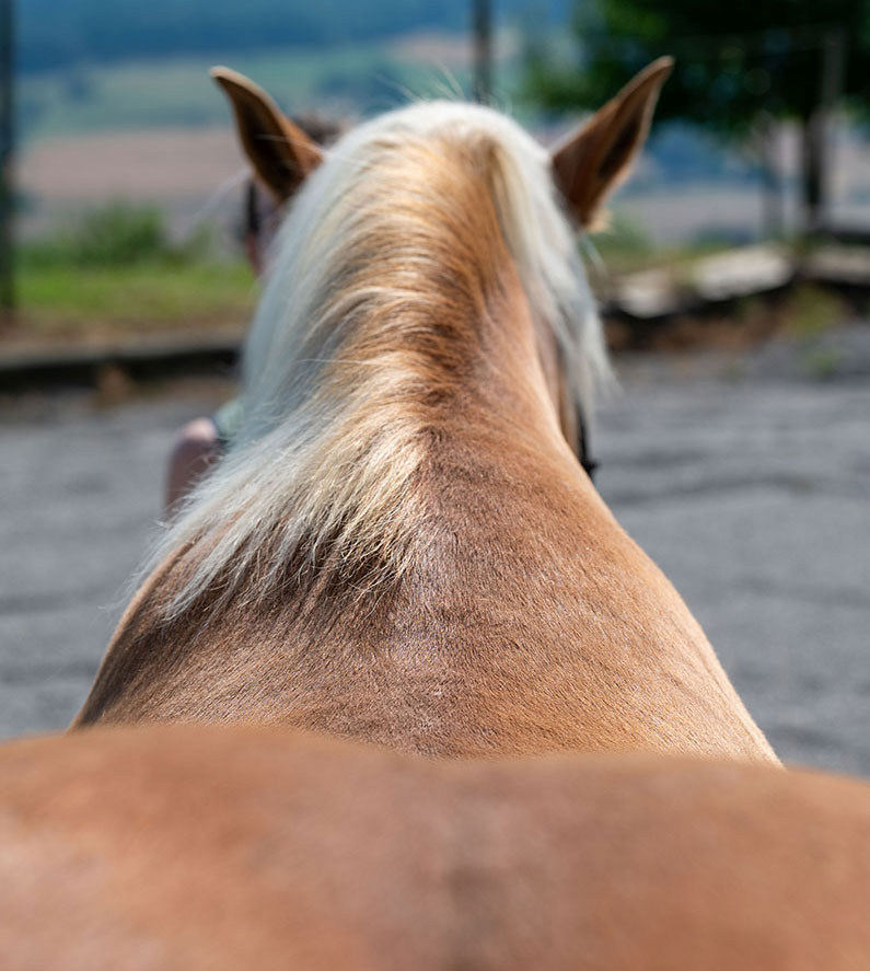 Cranio-Sacrale Osteopathie